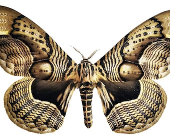 Saturnidae: A-1 Brahmaea herseyi Moth Ex-Pupae Wings Closed Entomology Taxidermy Artwork
