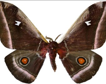 Saturnidae: A-1 Bunaea alcinoe Cameroon Atlas Moth Unmounted Dried Wings Closed Entomology Taxidermy Artwork