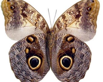 1 A-1 Caligo memnon Amazon Rainforest Real Giant Owl butterfly, unmounted