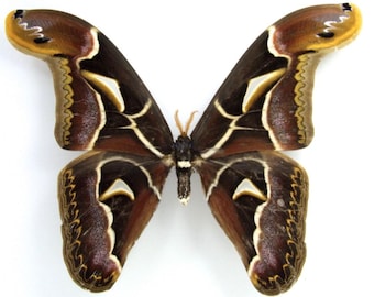 Saturnidae: A-1 Polilla Atlas de Edward, macho Archaeoattacus edwardsii