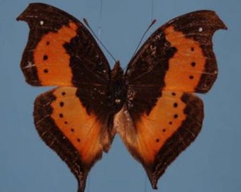 1 A-1 Precis rauana Cameroon Real butterfly