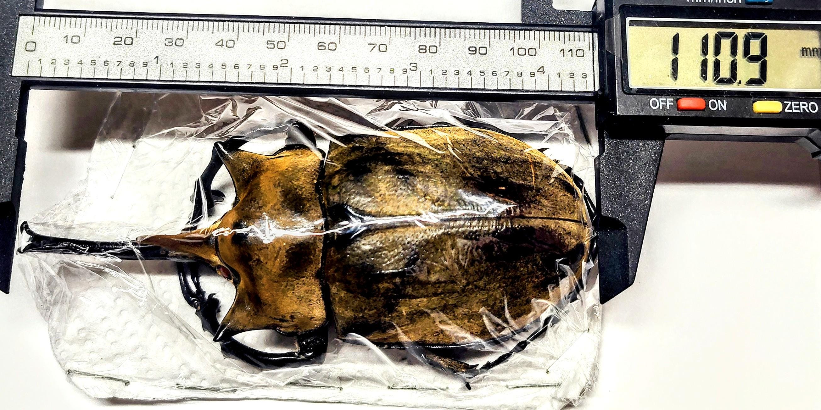 標本 Mexico Megasoma e occidentalis 97mm Occidental Elephant Beetle (Megasoma occidentalis) · iNaturalist