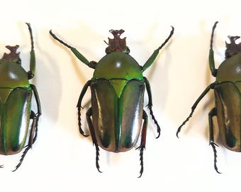 Phanaeus Mexicanus MINOR Male Red Green Scarab Dung Beetle