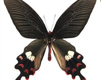 1 A-1 Byasa polla Wietnam Prawdziwy motyl