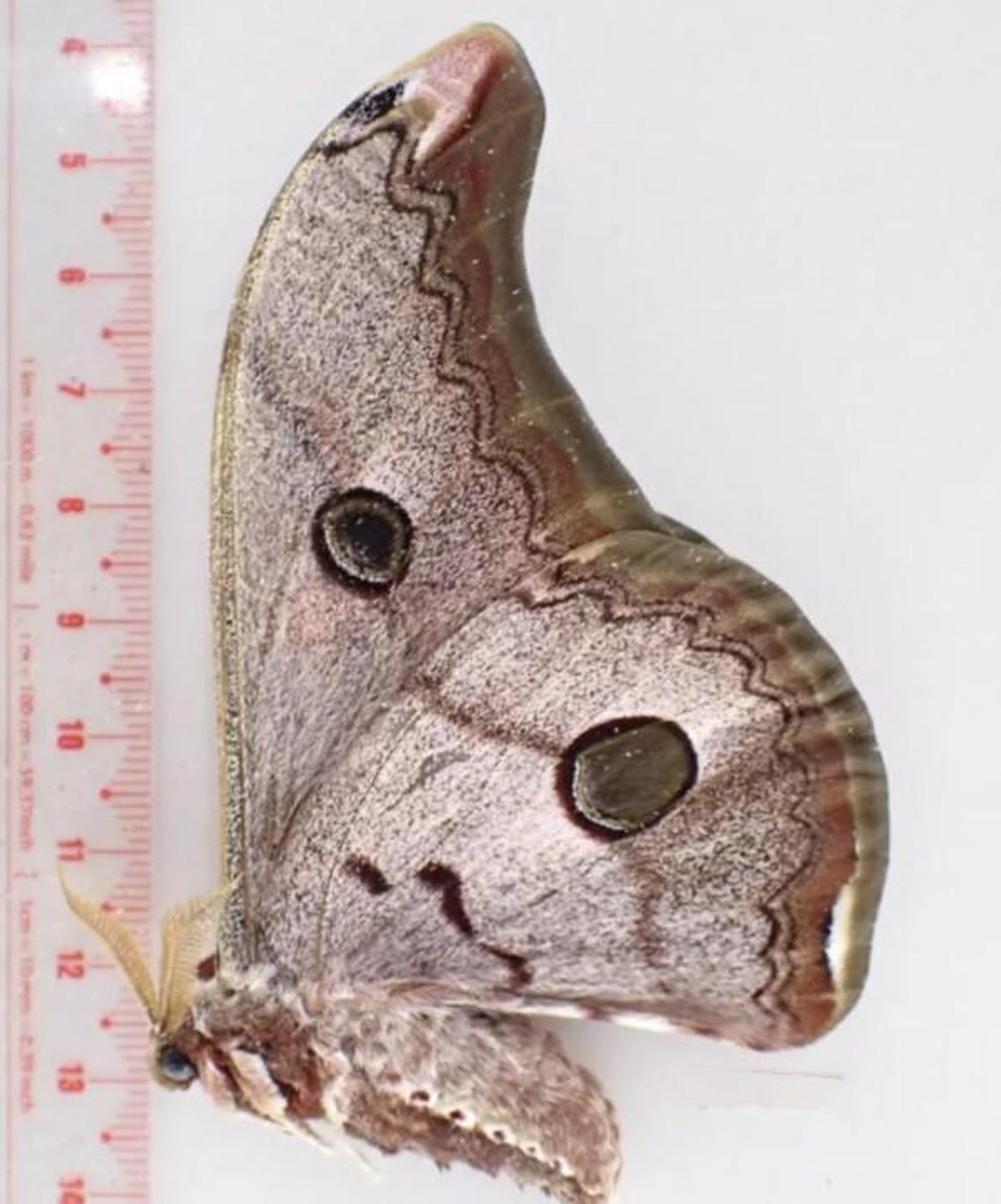 Saturnidae: A-1 Saturnia Simla Saturn Moth Unmounted Dried Wings Closed ...