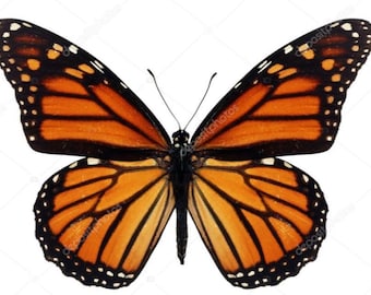 1 A-1 Danaus plexippus USA Real butterfly