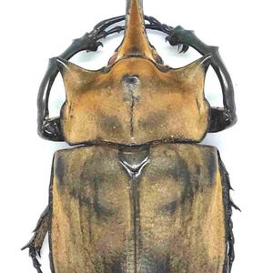 1 A-1 Megasoma elephus 110mm Mexico Rhinoceros Beetle, Real Unmounted Beetle