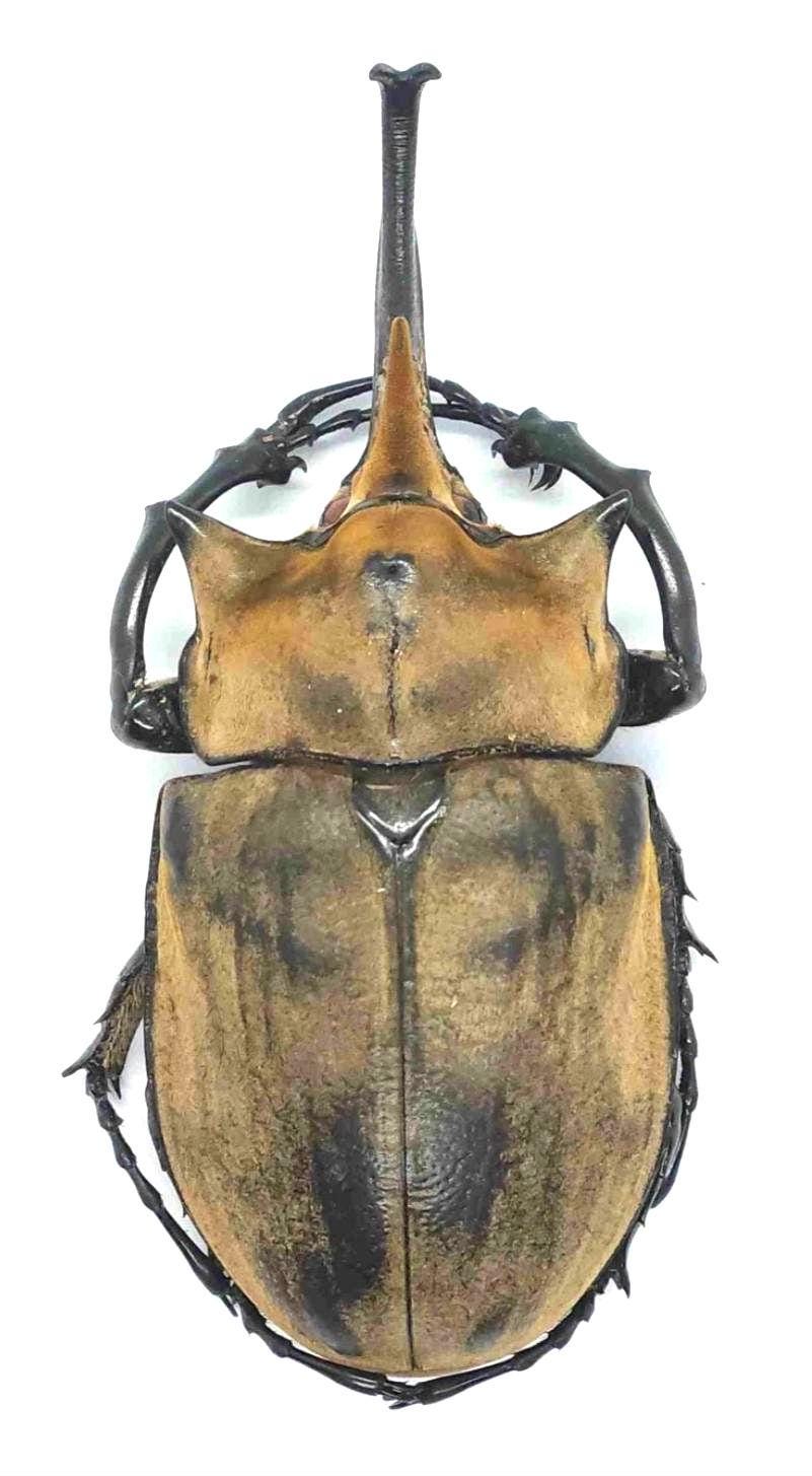 1 A-1 Megasoma Elephus 110mm Mexico Rhinoceros Beetle, Real