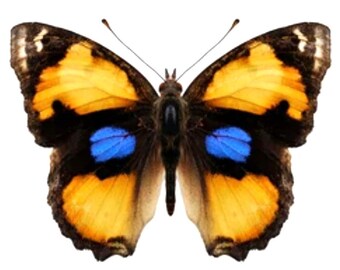 1 A-1 Junonia hierta Madagascar Real butterfly