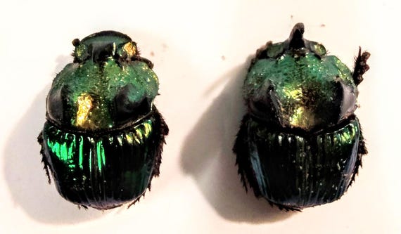 2 A-1mm Phanaeus Demon 1 Major & 1 MINOR 17mm Male Scarab Beetles