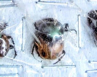 5 A-1 Orthophagus flavipennis Madagascar Scarab Real beetles