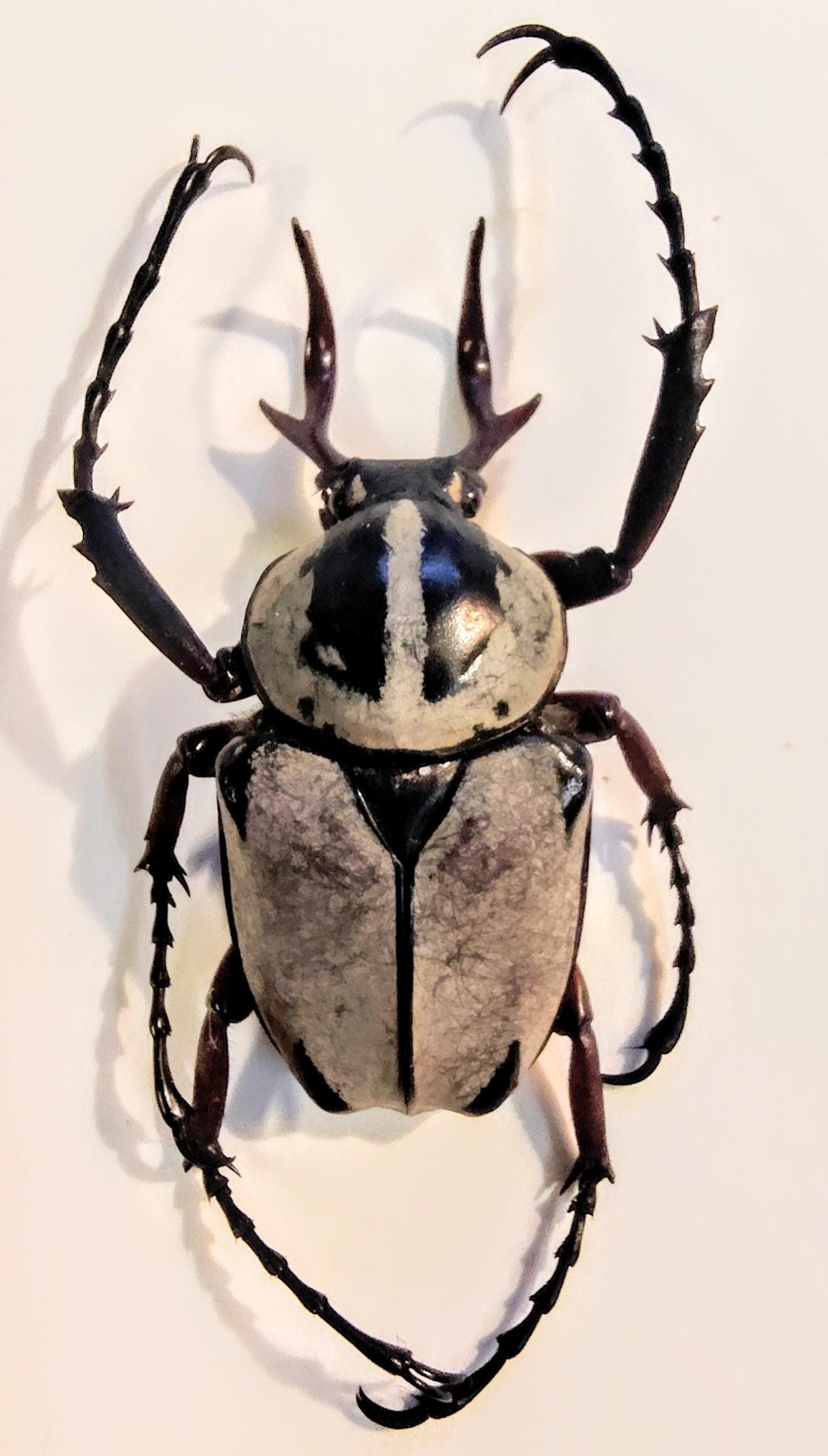 1 A-1 Dicronocephalus Adamsi 37.6mm Flower Beetle, Real Unmounted