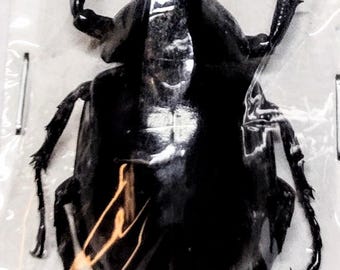 1 A-1 Xylotrupes gideon 42mm Small Male Rhinoceros beetle
