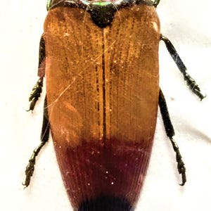 標本 West papua Calodema suhandae 44mm Very Rare Jewel Beetle