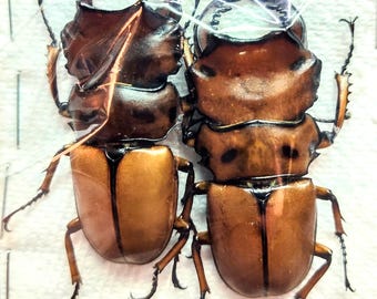 Scarabée Lucanidae Mesotopus Regius XXL - Cameroun, 74mm, Mâle A1, Rare