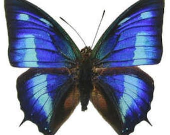 1 A-1 Anaea  cyanea Peru Real butterfly