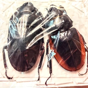 May include: Two black beetles with brown and white markings are displayed on a white background. The beetles are encased in clear plastic.