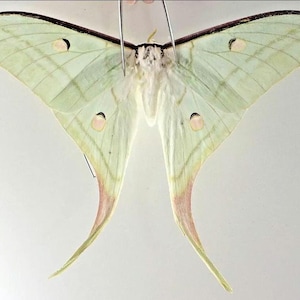 Saturnidae: 1 A-1 Actias Selene Asian Luna moth Unmounted