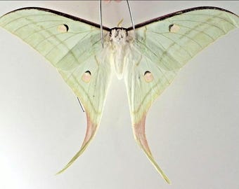 Saturnidae: A-1 Actias Selene Asian Luna moth