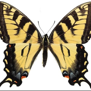 May include: A close-up of a butterfly, displaying yellow and black patterns. The wings are predominantly yellow with black stripes and borders. The butterfly's body is dark, and the wings are fully spread, revealing the detailed design.
