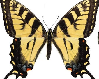 1 A-1 Papilio canadensis Real Tiger swallowtail butterfly,Canada unmounted