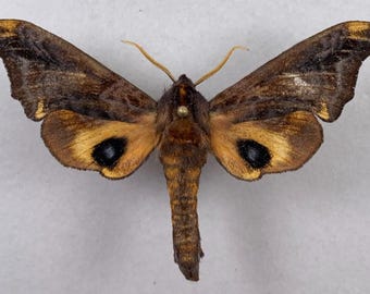 1 A-1 Paonias myops Small Eyed Sphinx USA Real hawk moth