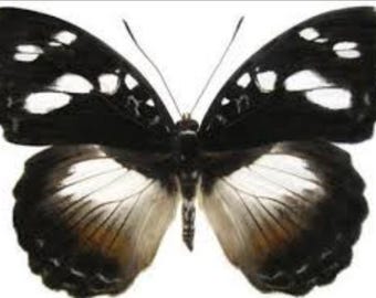 1 A-1 Aterica galene Cameroon Real butterfly