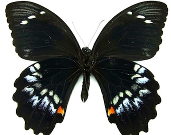 1 A-1 Papilio gambrisius Male Indonesia Real butterfly