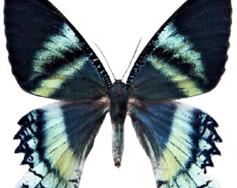 1 A-1 Alcides orontes Indonesia Real butterfly
