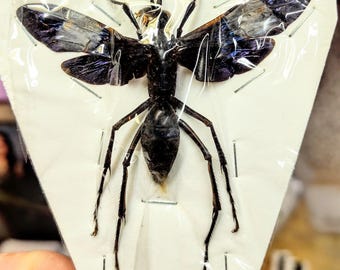 タランチュラホークバチ（Hemipepsis speculifer）の額装された昆虫