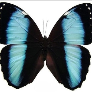 May include: A detailed image of a butterfly, showcasing its wings in shades of blue and black. The wings have a gradient effect, transitioning from light blue to black, with white spots. The butterfly is set against a white backdrop.