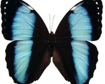 1 A-1 Morpho achilles Blue Morpho Real butterfly Unmounted Wings Closed