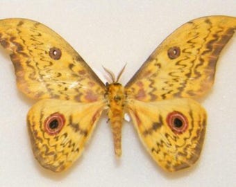 Saturnidae: A-1 Aurivillius triramis Cameroon Saturn Moth Unmounted Dried Wings Closed Entomology Taxidermy Artwork