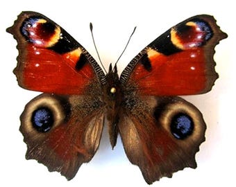 1 A-1 Agrias io Europe butterfly