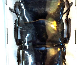 1 A-1 Dorcus titanus Typhon 65 mm ルカノイドクワガタ、実物アンマウントビートル、