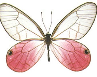 1 A-1 Cithaerias aurorina Peru Real butterfly, unmounted real butterfly