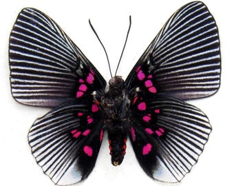 1 A-1 Lyropteryx apollonia Peru Real butterfly