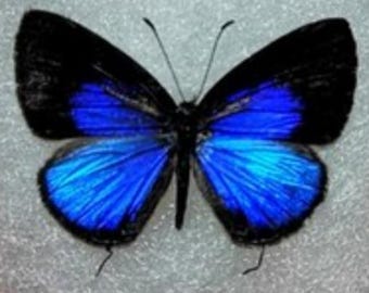 1 A-1 Jamides brochus Indonesie Real butterfly