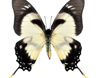 1 A-1 Eurytides Dolicaon Deileon Tingo Maria,peru Real Butterfly