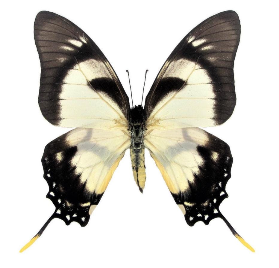 1 A-1 Eurytides Dolicaon Deileon Tingo Maria,peru Real Butterfly