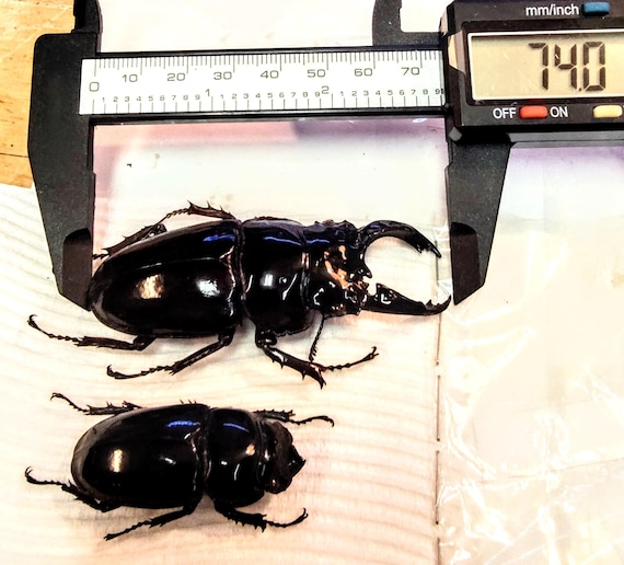 2 A-1 Mesotopus Regius 74mm Cameroon Male/female Lucanid Stag