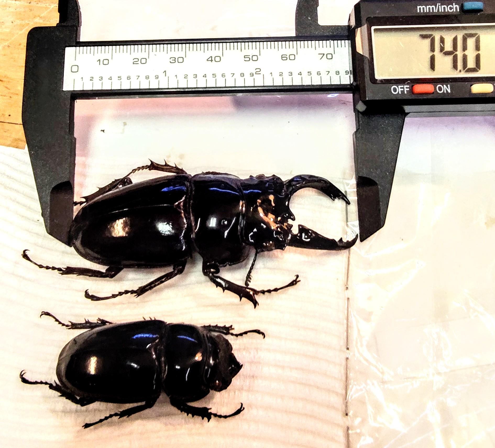 2 A-1 Mesotopus Regius 74mm Cameroon Male/female Lucanid Stag