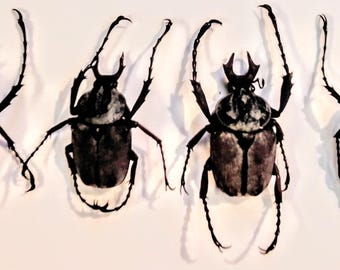 1 A-1 Mesotopus Tarandus 48mm Cameroon Male Lucanid Stag Beetle