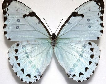 1 A-1 Morpho epistrophus White Ghost Morpho Real butterfly Unmounted Wings Closed