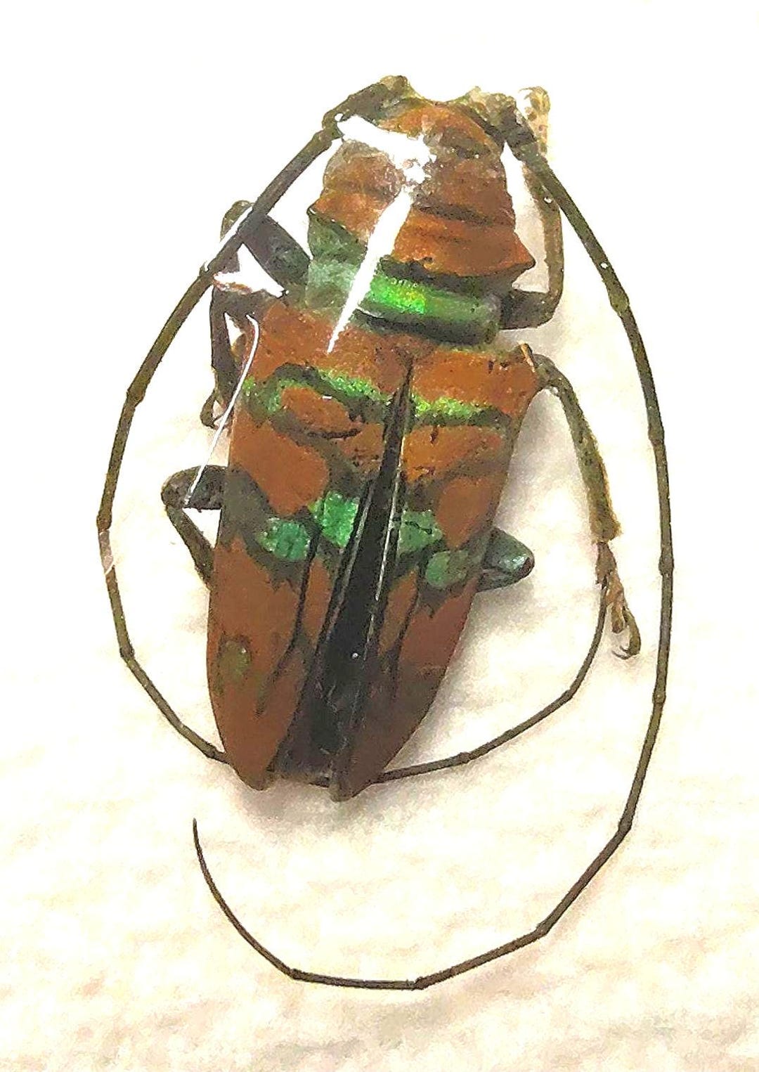Sternotomis Pulchra 24mm Male A-1 Long Horn Beetle, Unmounted Real