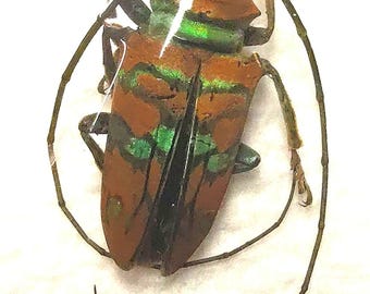 Sternotomis pulchra 24mm Male A-1 Long horn Beetle, Unmounted Real Beetle