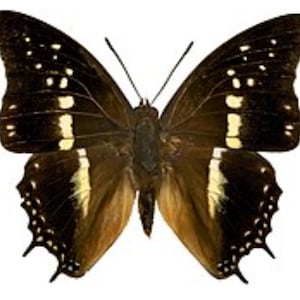 May include: A detailed image of a butterfly with dark brown wings, accented with white and yellow markings. The butterfly's wings are spread, showcasing intricate patterns and textures. The body is a dark brown color, and the background is white.