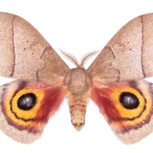 Può includere: Una falena con ali color marrone chiaro e vellutate, caratterizzata da evidenti macchie oculari sulle ali inferiori. Le macchie presentano un centro nero circondato da anelli giallo brillante e rossi. Il corpo è spesso e le antenne piumate.