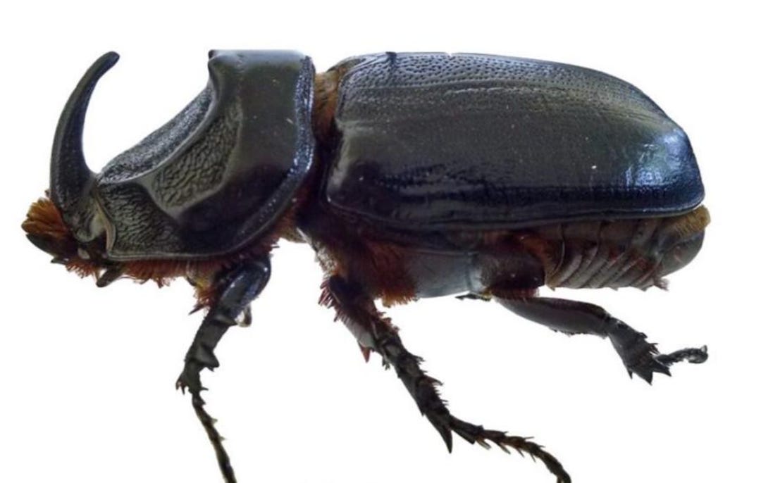 標本 Oryctes gigas pair 67mm 67mm A1 il_1080xN.6538529951_hb4v.jpg