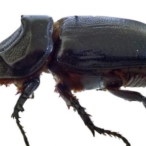 1 A -1  Oryctes rhinoceros 36-39mm,  Male Real Unmounted Rhinoceros Beetle